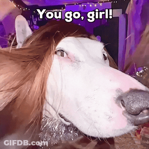 Long Hair Party Dog Meme GIF