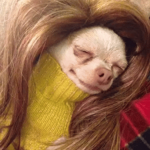 Long Hair Ugly Dog GIF