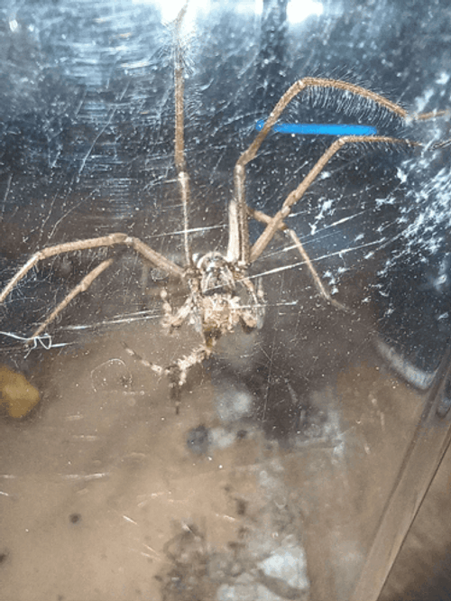 Long Legs Scary Spider GIF