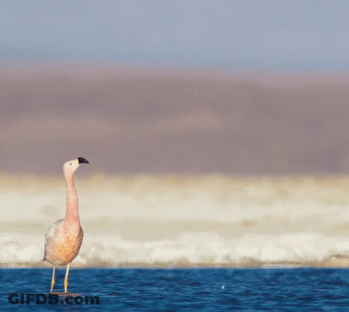 Long Neck Bird Standing In Water GIF