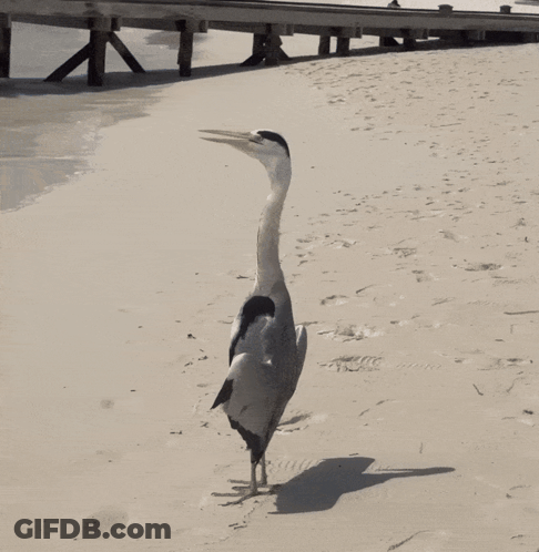 Long Neck Bird Walking On Beach GIF