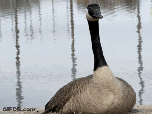 Long-Necked Goose On Lake Shore GIF