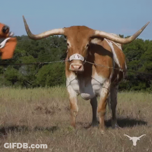 Longhorn Cow Standing In Field GIF