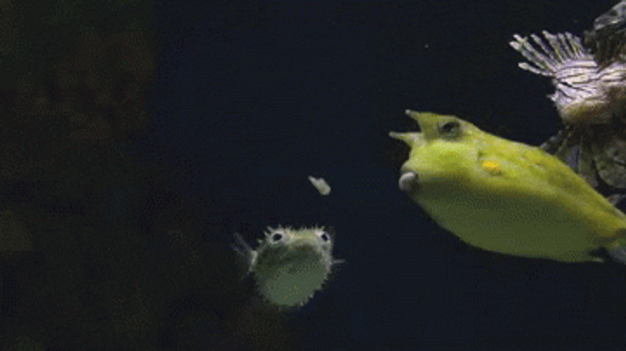 Longhorn Cowfish Fish Meme GIF