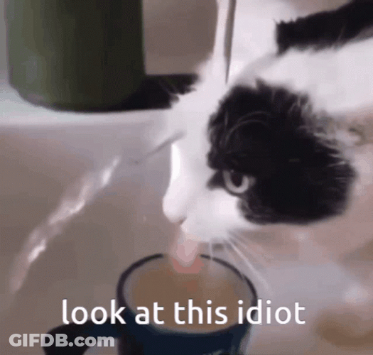 Look At This Idiot Cat GIF