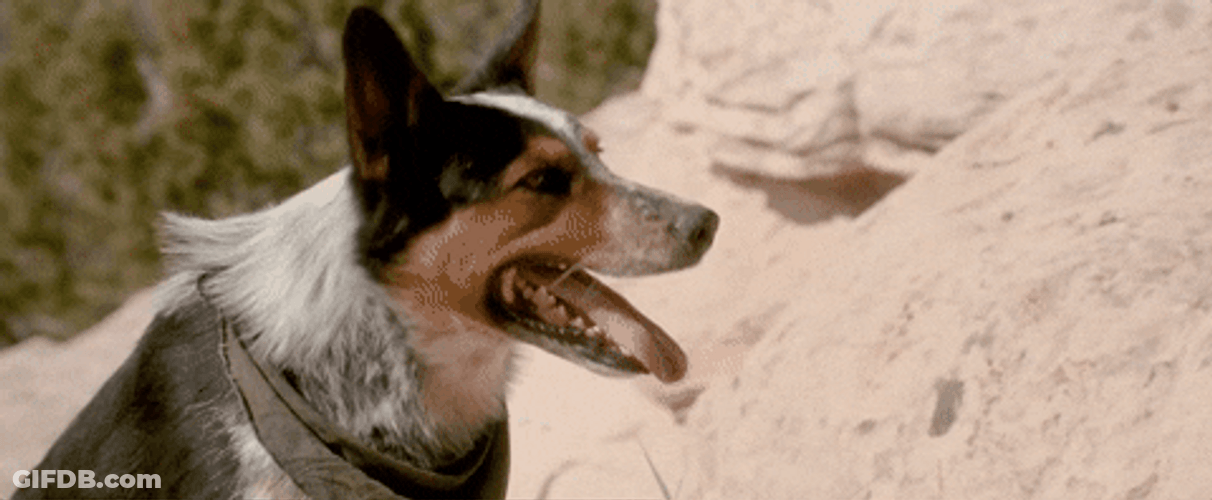 Look Away Eyes Cover Cute Dog GIF
