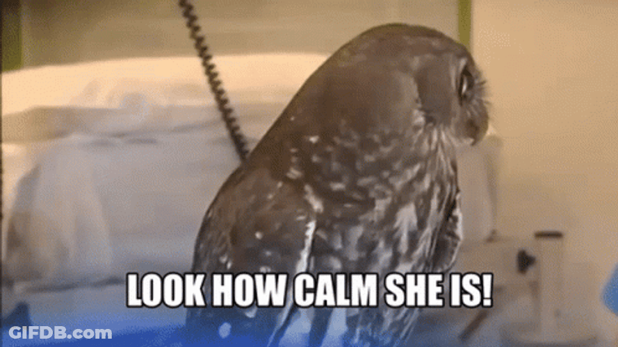 Look How Calm Owl Eyes GIF
