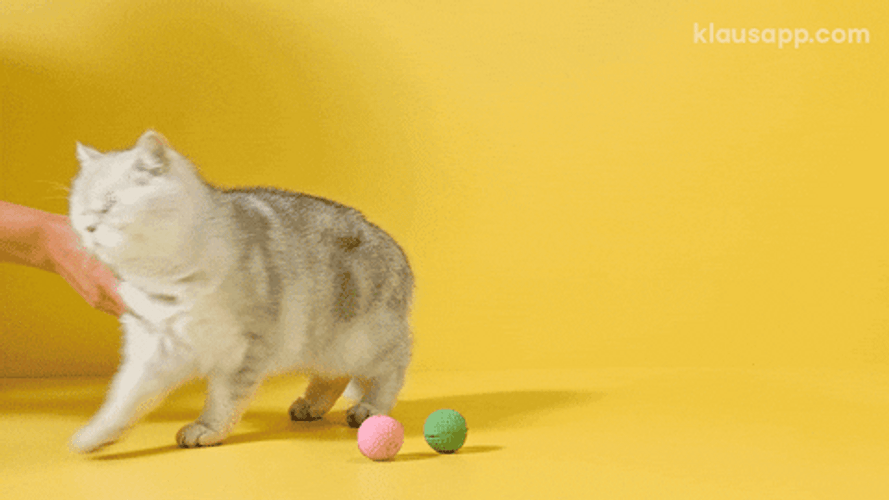 Looking Around Moving Cat GIF