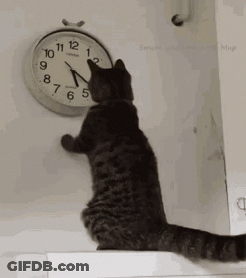 Looking At Watch Clock Black Cat GIF
