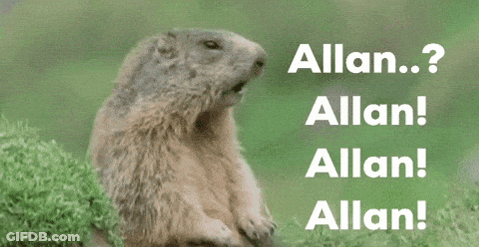 Looking For Allan Squirrel Meme GIF