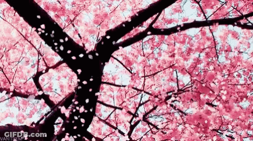 Looking Up At A Cherry Blossom Tree With Pink Flowers Falling From The Branches GIF