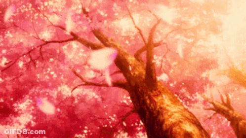 Looking Up At A Cherry Blossom Tree With The Sun Shining Through The Branches GIF