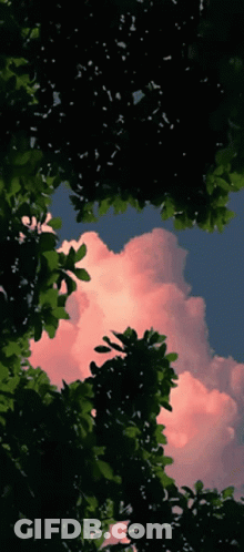 Looking Up At Cloudy Sky Through Tree Branches GIF