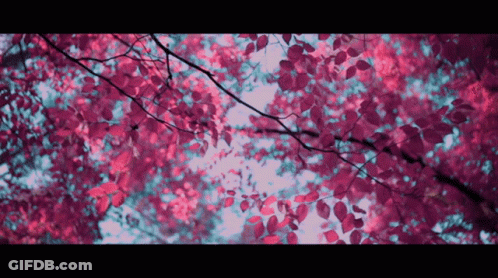 Looking Up At Tree With Pink Leaves GIF