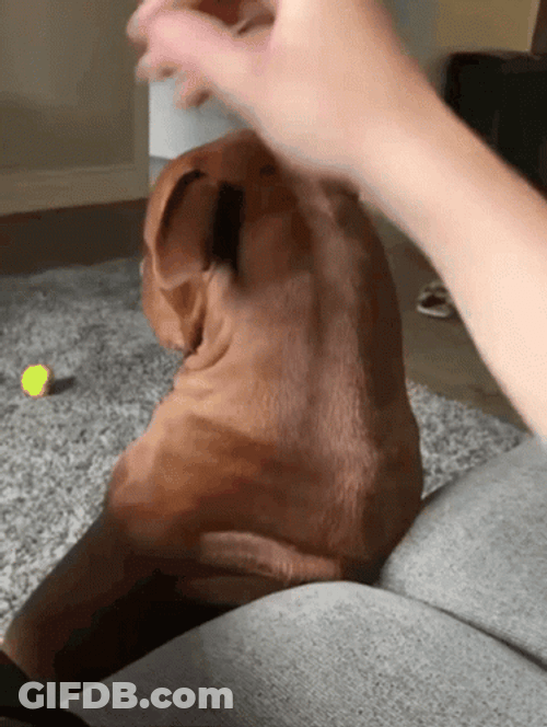 Looking Up Pitbull GIF