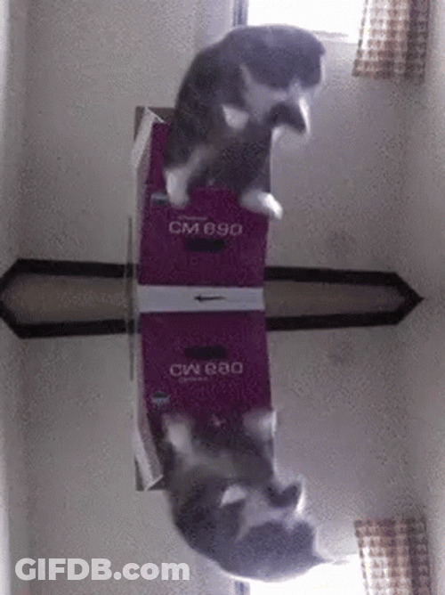 Loop Cat Box Jump GIF
