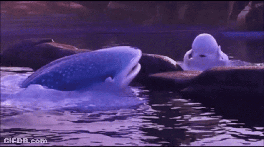 Lost Beluga In Panic GIF