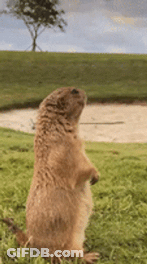 Lost Prairie Dog GIF
