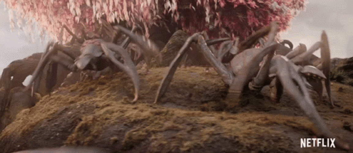 Lot Of Scary Sun Spider GIF