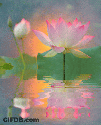 Lotus Flower Reflected In Water GIF