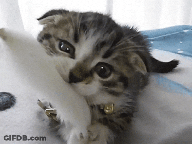 Lovable Kitty Playing With Feather GIF