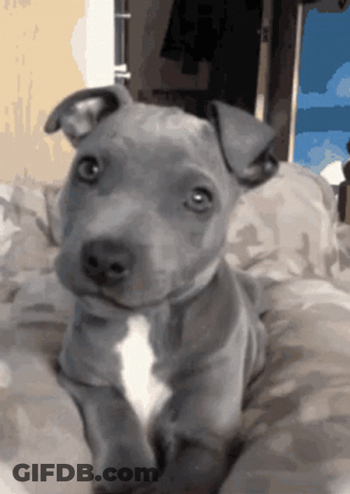 Lovable Pitbull GIF