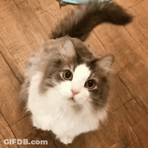 Love Cute Cat Wink GIF