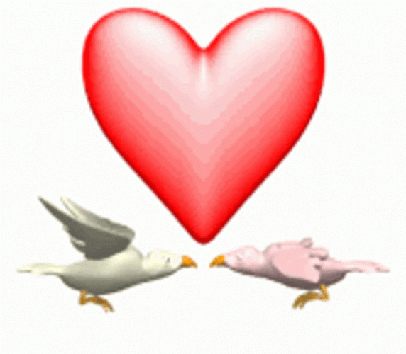 Love Heart Birds GIF