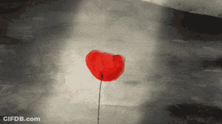 Love Heart GIF