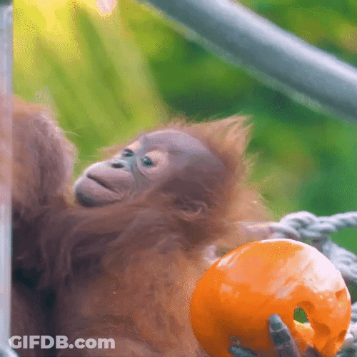 Lovely Baby Orangutan Monkey Cooing Mouth GIF