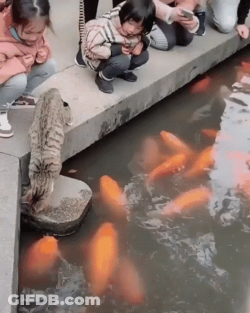 Lovely Cat Playing Koi Fish GIF