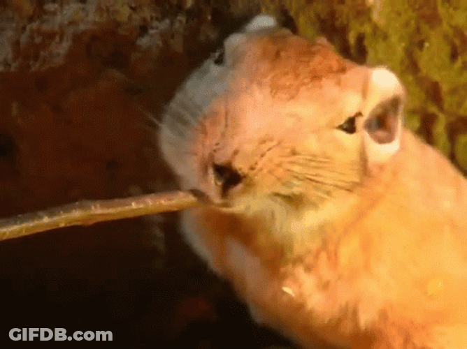 Lovely Comb Rat Chewing GIF