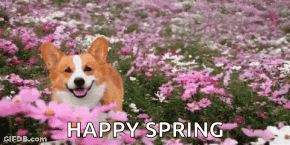 Lovely Corgi Happy Spring GIF