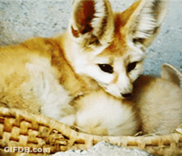 Lovely Fennec Foxes Cuddling GIF