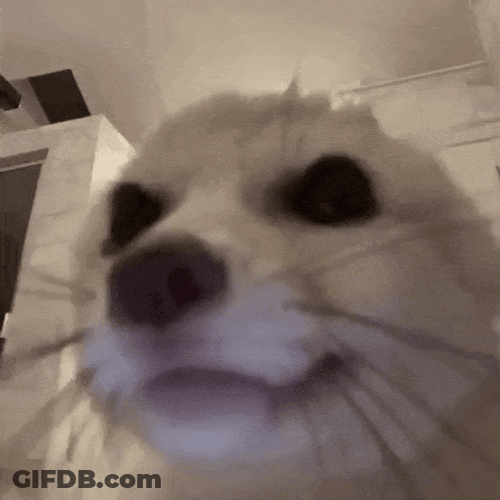 Lovely Little Fennec Fox Zoom In GIF