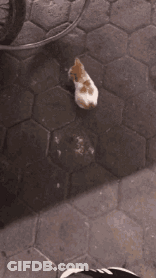 Lovely Little Stray Cute Cats GIF
