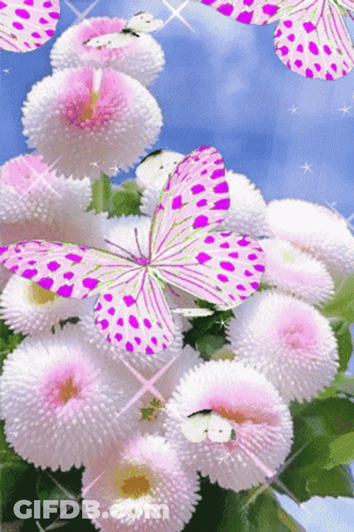 Lovely Pink Butterflies GIF