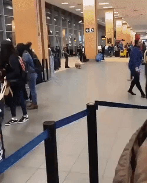 Lovely Police Dog Chasing Tail GIF
