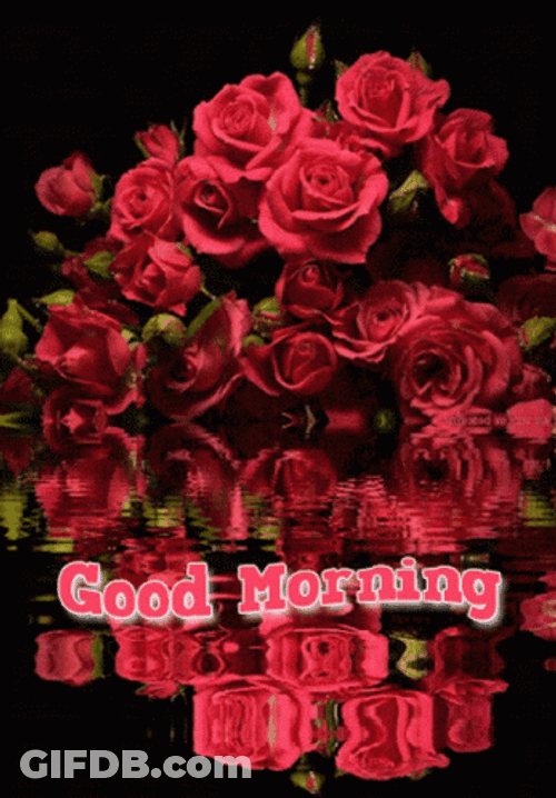 Lovely Red Roses Good Morning GIF