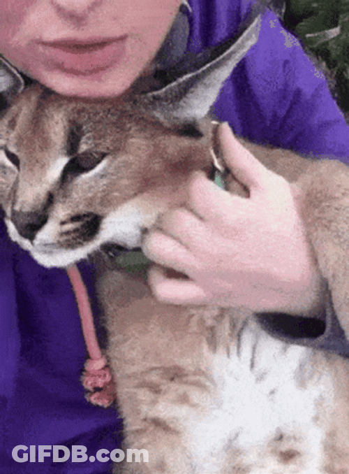 Loving Floppa Cuddling With Human GIF