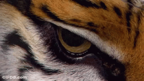 Lsu Tigers GIF
