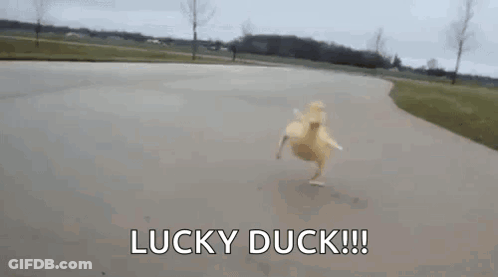Lucky Duck Running Down Road GIF