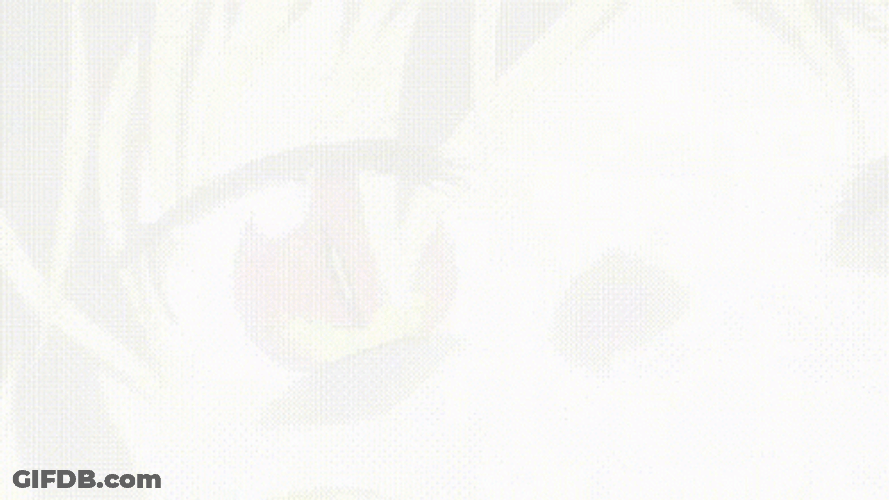 Lucoa You Can Do It GIF
