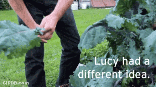 Lucy Had A Different Idea GIF