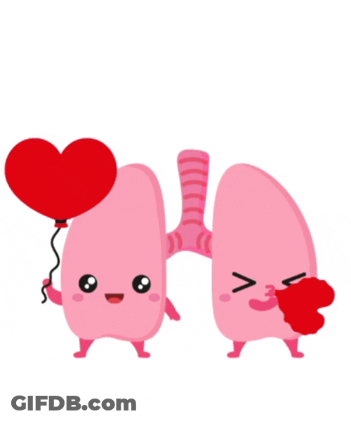 Lungs Breathing Oxygen From Circulatory System GIF