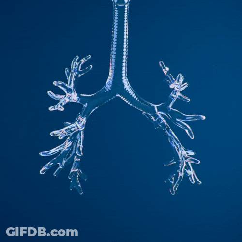 Lungs Receiving Oxygen From Circulatory System GIF