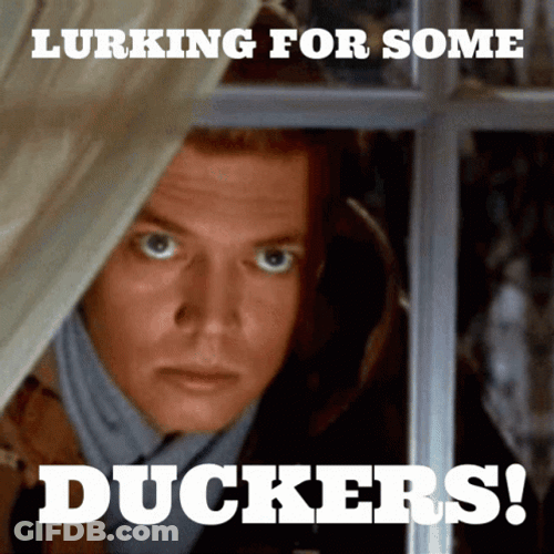 Lurking For Some Duckers GIF