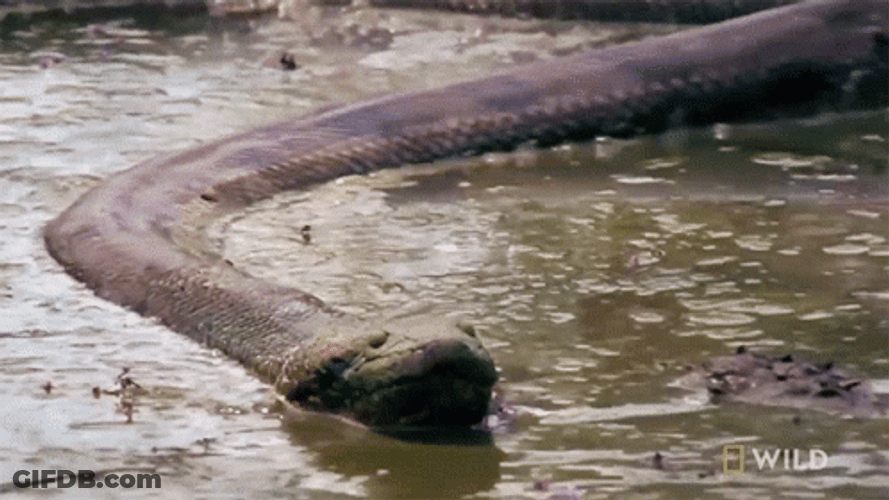 Lurking In Murky Monster Anaconda GIF
