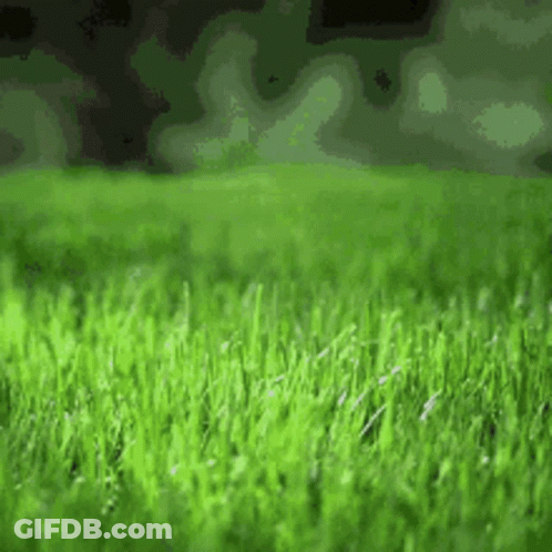 Lush Green Field Of Grass With Trees GIF