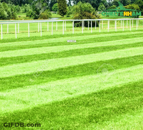 Lush Green Field Whoa GIF
